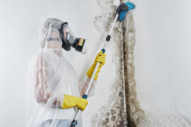 Certified Mold Removal in Thiells, NY