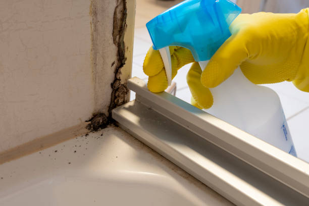 Best Emergency Mold Removal  in Thiells, NY