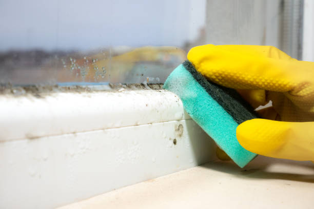 Best Local Mold Removal Service  in Thiells, NY