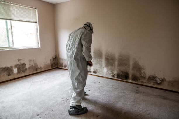 Best Same-Day Mold Removal  in Thiells, NY