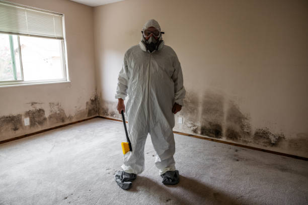 Home Mold Removal in Thiells, NY