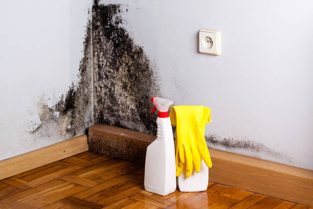 Best Commercial Mold Removal  in Thiells, NY