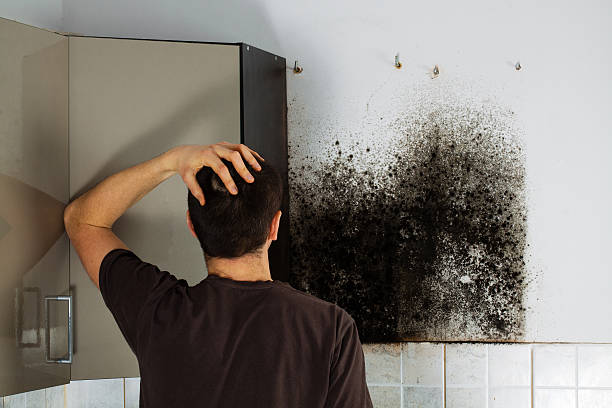 Best Emergency Mold Removal  in Thiells, NY