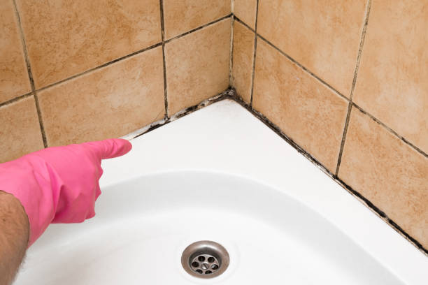 Office Mold Removal Services in Thiells, NY